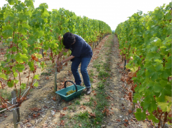 vendanges