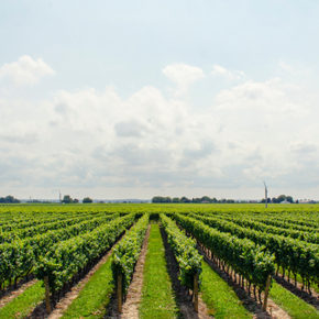 Château Haut Launay