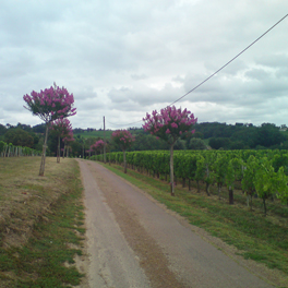 Château La Plantonne