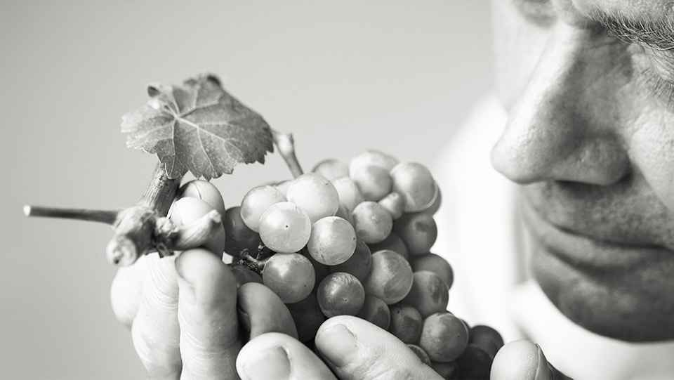 Côtes de Bourg, The Essence <span>of a terroir</span>