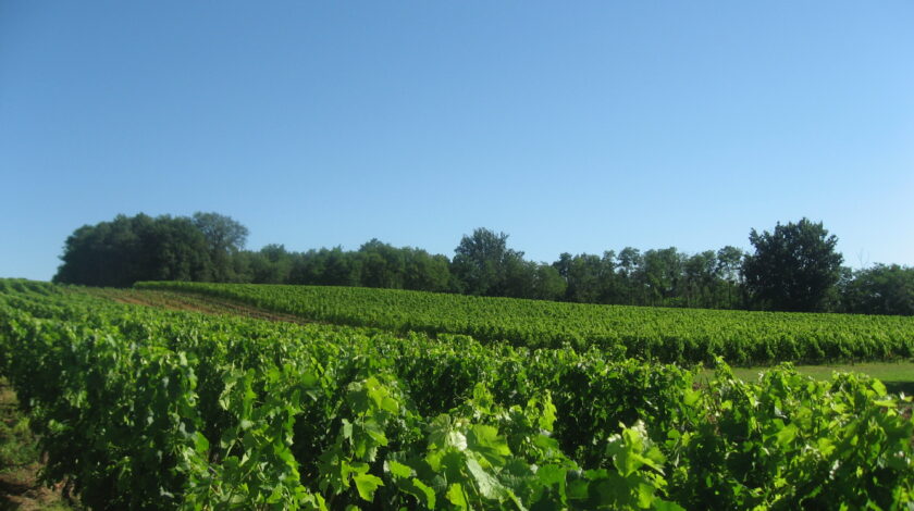 Côtes de Bourg, Château Le Piat